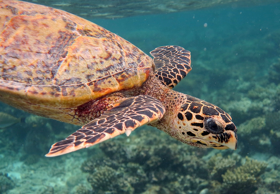 IMG_0909rf_Maldives_Madoogali_House reef _Tortue imbriquee.jpg